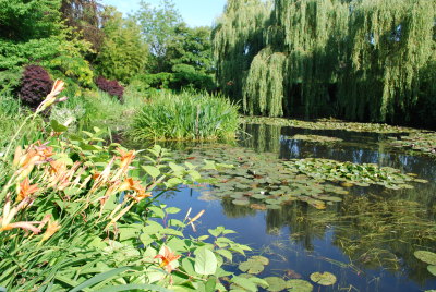 Hémérocalles à Giverny