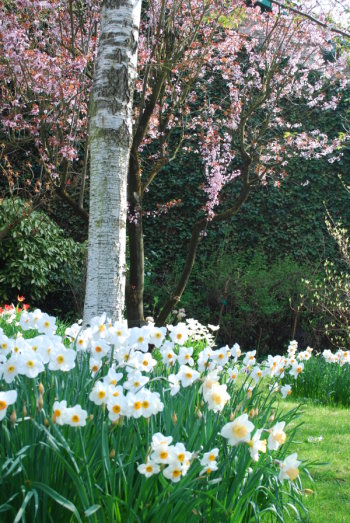 Bouleau à Giverny