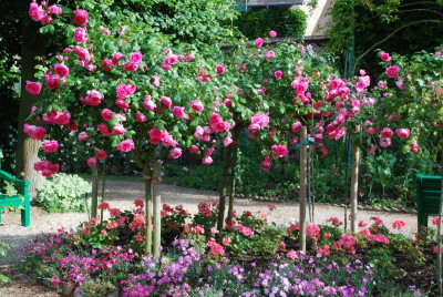 rosier Centenaire de Lourdes à Giverny