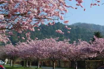 Cerisier du Japon