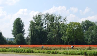 Champ de coquelicots à Giverny