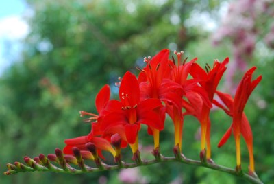 Crocosmia