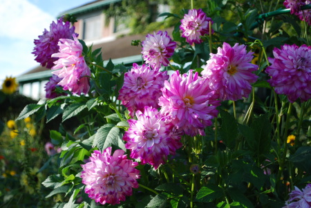 dahlias, Giverny