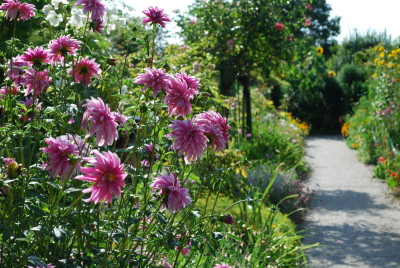 Dahlias à Giverny