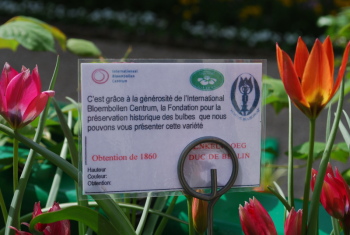 Tulipe ancienne