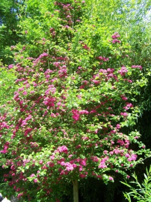 Aubépine rouge à Giverny