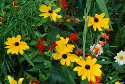 Giverny début août