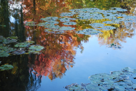 Couleurs d'automne à Giverny