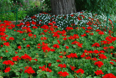 Géraniums à Giverny