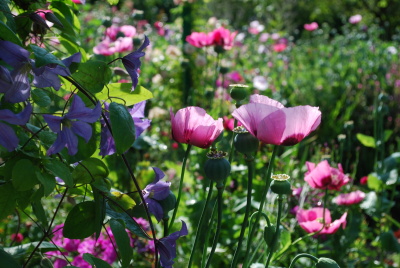 Giverny, le clos normand