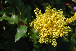 Mahonia