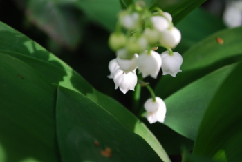 Muguet