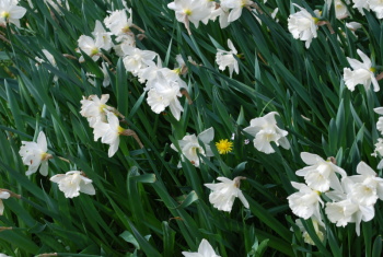 narcisses