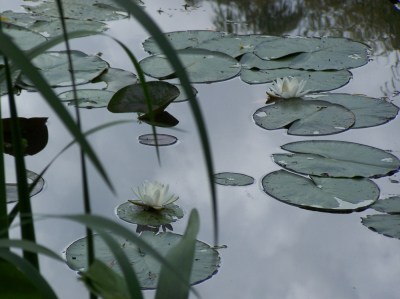 Nénuphar à Giverny