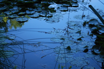 Nymphéas, harmonie bleue, Giverny