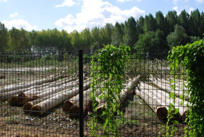 Abattage des peupliers à Giverny
