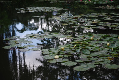Reflet