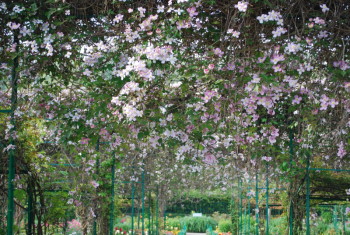 clématites, Giverny