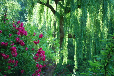 Le vieux saule de Monet