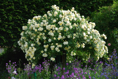 Rosier en arbre, Giverny