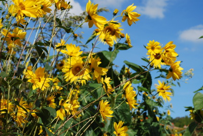 hélianthes et tournesols
