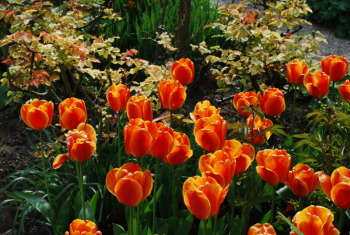 tulipes orange