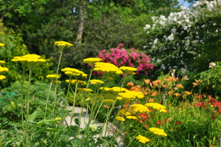 Achillée, Giverny