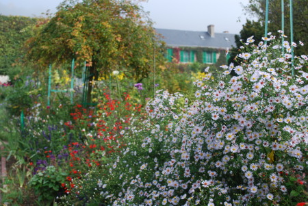 Giverny, aster
