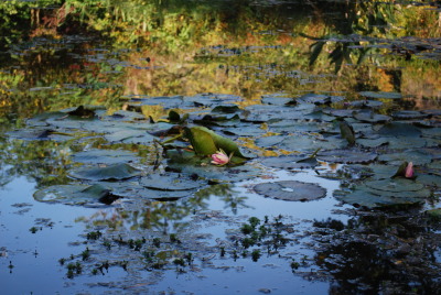 Nénuphars à Giverny