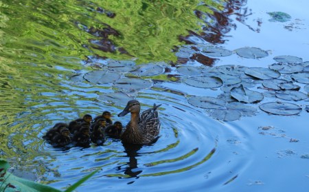 Cane et canetons à Giverny