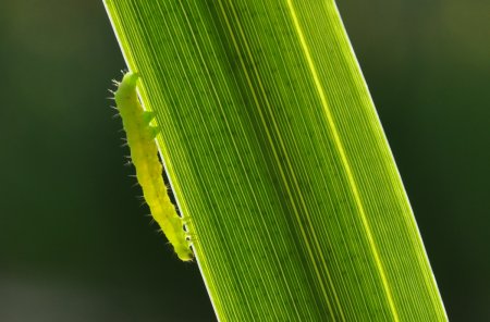 Chenille sur iris