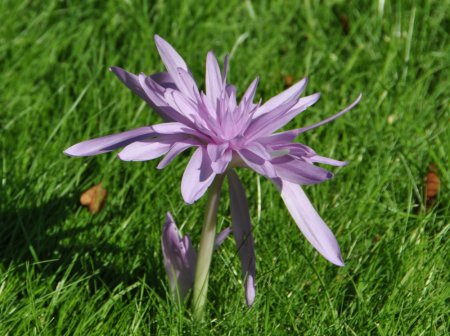 Colchique nénuphar