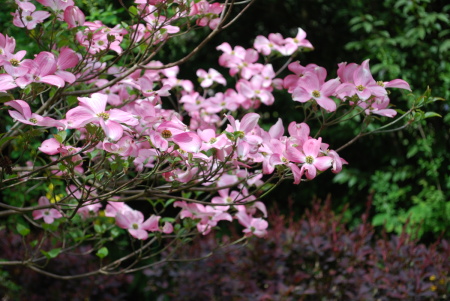 Cornouiller rose