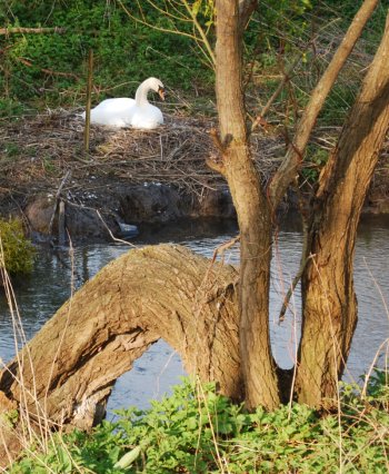 Cygne au nid