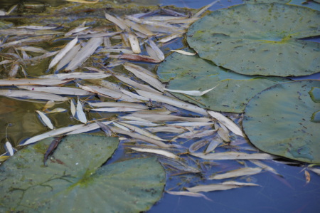 feuilles de bambou et de nymphéas
