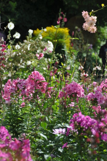 Fleurs d'été à Giverny