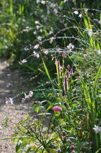 Gouttes sur gaura