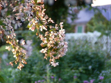 Tombée du soir à Giverny