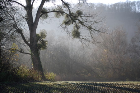 ile aux orties, Giverny