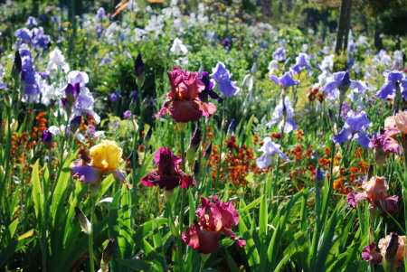 Iris à Giverny