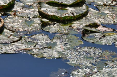 Feuilles de nénuphars