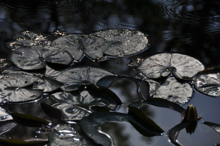 Nénuphar à contre-jour, Giverny