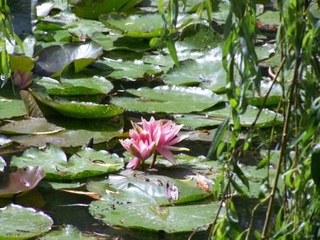 Nymphéas roses