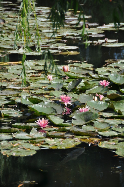 Nymphéas et carpe sous les saules, Giverny