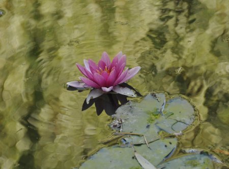 Nymphéas dans le doré