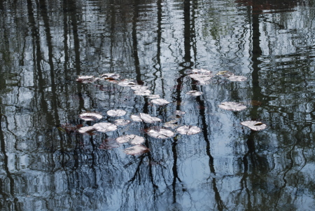 Nymphéas, Giverny