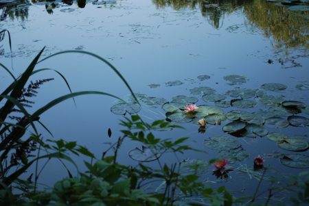 Nymphéas, Giverny