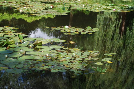 nymphéas à Giverny