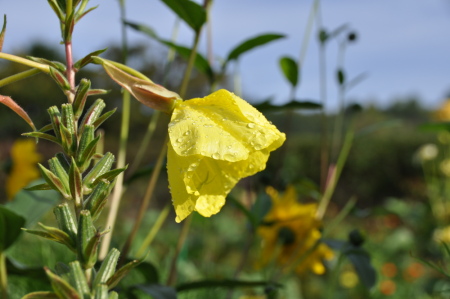 Fleur d'onagre