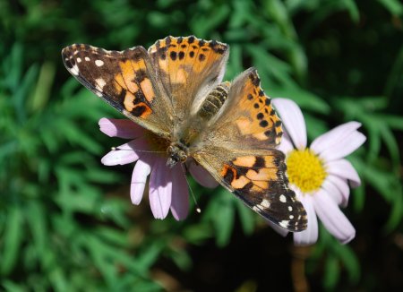 Papillon